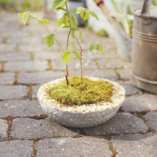 Betonschalen