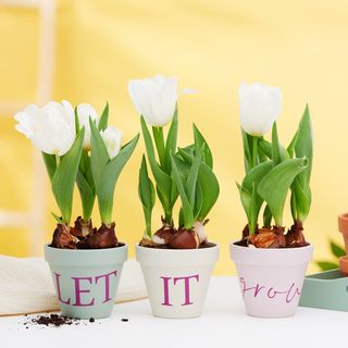 Tont&ouml;pfe mit der Cricut Joy gestalten