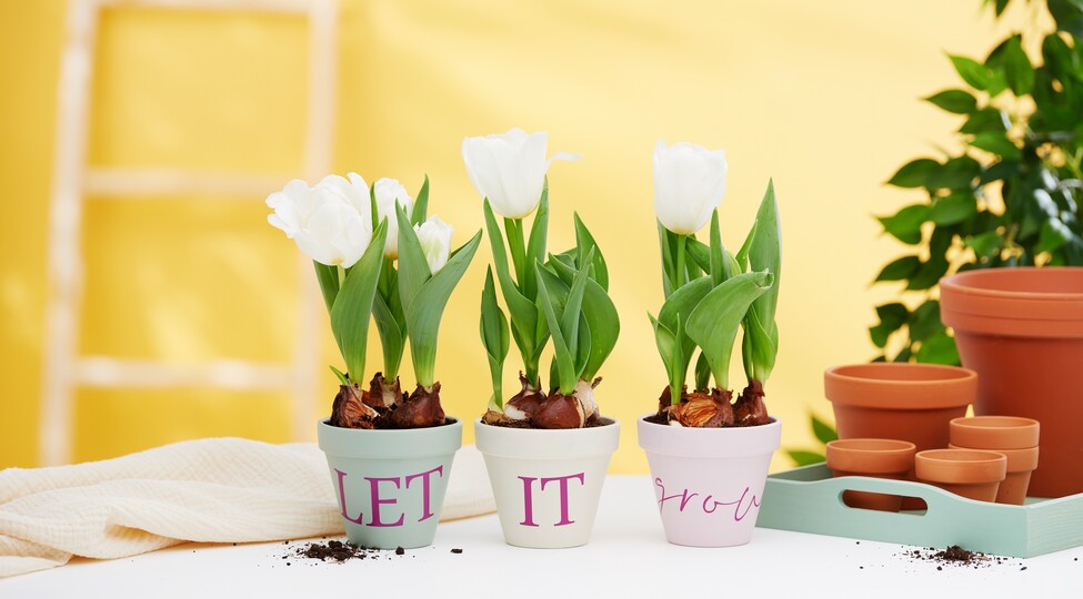 cricut joy