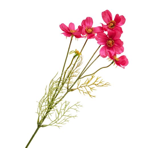 Cosmea Zweig mit 5 Bl&uuml;ten
