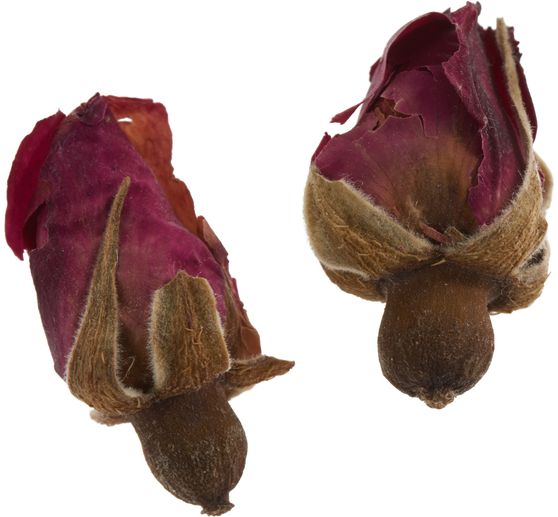 Trockenblumen Sortiment, 9 Tiegel