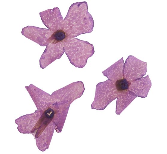 Trockenblumen Sortiment, 9 Tiegel