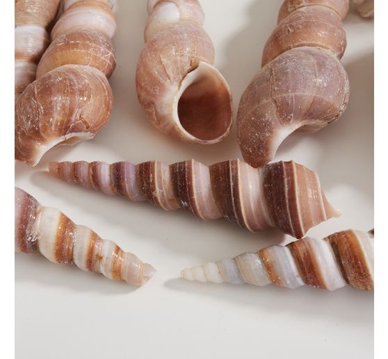 Muschelmix, natural