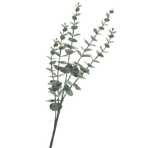 Eukalyptus-Zweig, beschneit