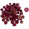 Strohblumenk&ouml;pfe Rosa