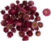Strohblumenk&ouml;pfe