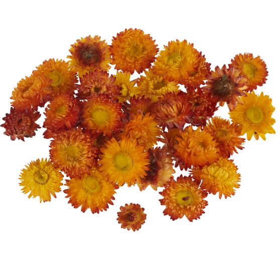 Strohblumenk&ouml;pfe