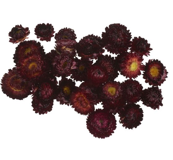 Strohblumenk&ouml;pfe
