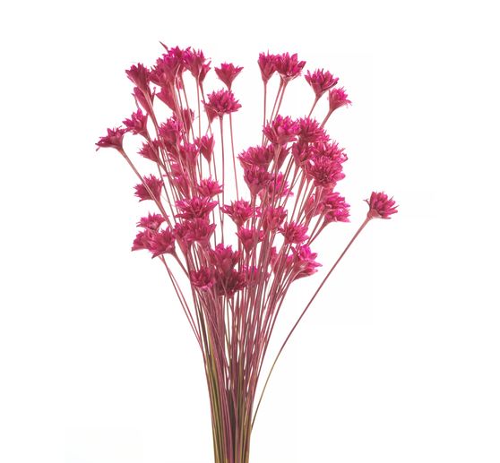 Hillflower