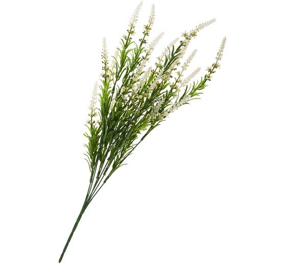 Veronica-Strauch