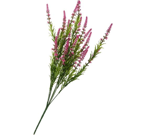 Veronica-Strauch