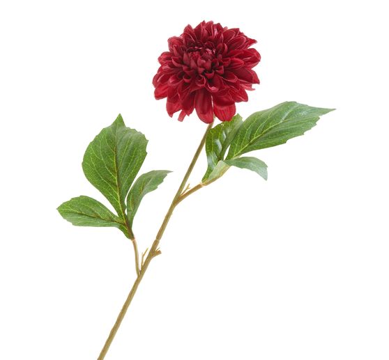 Dahlia "George Spray"