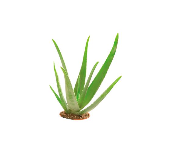 Glycerin &Ouml;ko-Gie&szlig;seife "Aloe Vera", transparent